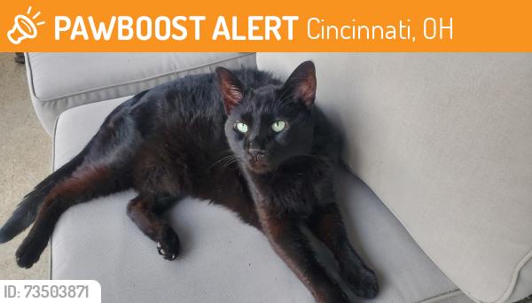 Found/Stray Unknown Cat last seen Donegal and Wicklow ave, Cincinnati, OH 45236