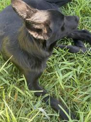 Found/Stray Female Dog last seen Hollydale, South Gate, CA 90280