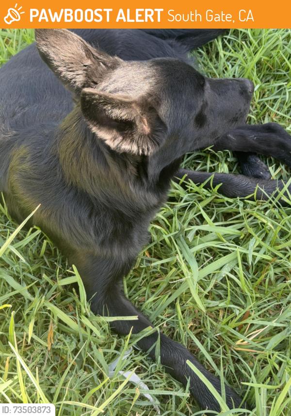 Found/Stray Female Dog last seen Hollydale, South Gate, CA 90280