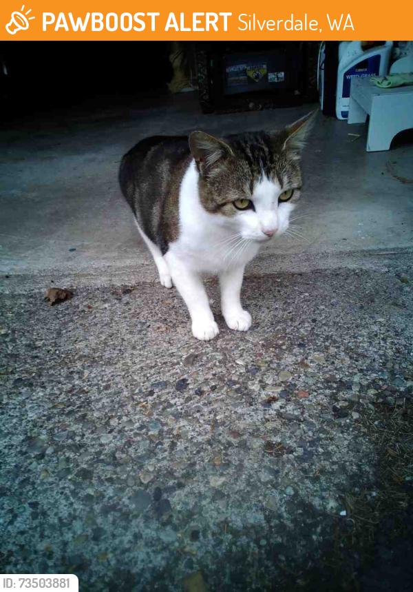 Found/Stray Male Cat last seen Kristine/Silver, Silverdale, WA 98311