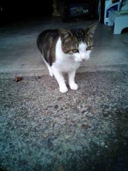 Found/Stray Male Cat last seen Kristine/Silver, Silverdale, WA 98311