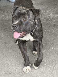 Lost Male Dog last seen Commercial ave & pine st Oxnard ca, Oxnard, CA 93030