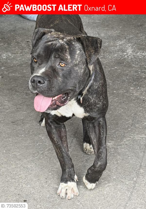 Lost Male Dog last seen Commercial ave & pine st Oxnard ca, Oxnard, CA 93030