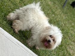 Reunited Male Dog last seen Carpenter’s landing/ wallisville rd./ Einstein Bros bagel, Houston, TX 77049