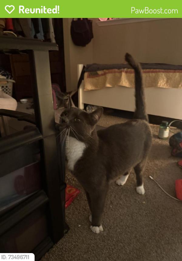 Reunited Unknown Cat last seen Across from evergreen state college at the evergreen gardens/rock maple apmts, Olympia, WA 98502