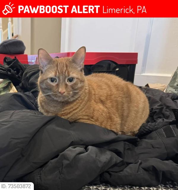 Lost Male Cat last seen Limerick Hardware, Limerick, PA 19468