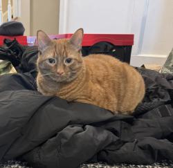 Lost Male Cat last seen Limerick Hardware, Limerick, PA 19468