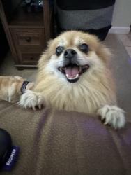 Reunited Female Dog last seen Tiogawoods/ Crystal Lake, Vineyard, CA 95828