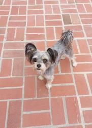 Reunited Male Dog last seen N. SAN MATEO & LOMA VISTA, Ventura, CA 93004