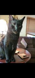 Lost Male Cat last seen Main st., Wadsworth, OH 44281
