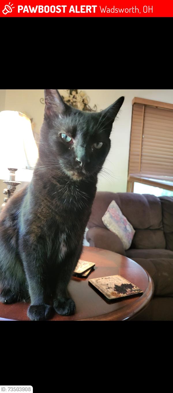 Lost Male Cat last seen Main st., Wadsworth, OH 44281