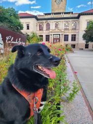 Reunited Male Dog last seen Ute Valley Park, near Vindicator Trailhead but on North Side of Vindicator, Colorado Springs, CO 80919