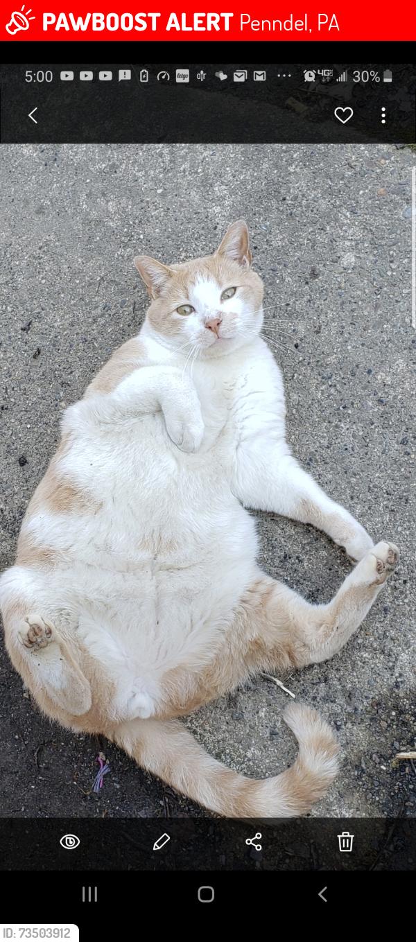 Lost Male Cat last seen Bellevue Ave and spring street Penndel PA, Penndel, PA 19047