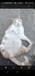 Lost Male Cat last seen Bellevue Ave and spring street Penndel PA, Penndel, PA 19047
