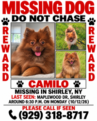 Reunited Male Dog last seen Maplewood Dr & Cedarwood Dr in Shirley, NY, Shirley, NY 11967