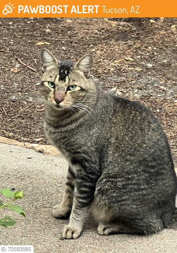 Found/Stray Female Cat last seen 22nd Street & Kolb Road, Tucson, AZ, Tucson, AZ 85710