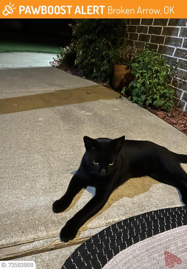Found/Stray Male Cat last seen Washington Lane and LynnLane, Broken Arrow, OK 74012