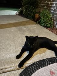 Found/Stray Male Cat last seen Washington Lane and LynnLane, Broken Arrow, OK 74012