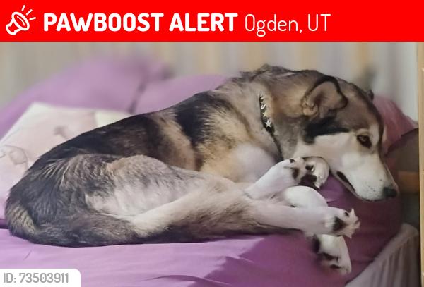 Lost Male Dog last seen Near n Washington blvd Ogden, Utah 84404, Ogden, UT 84404