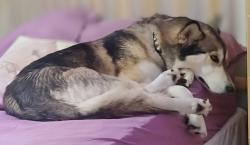 Lost Male Dog last seen Near n Washington blvd Ogden, Utah 84404, Ogden, UT 84404