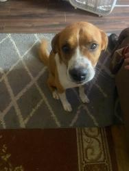 Lost Male Dog last seen Near, Conroe, TX 77303