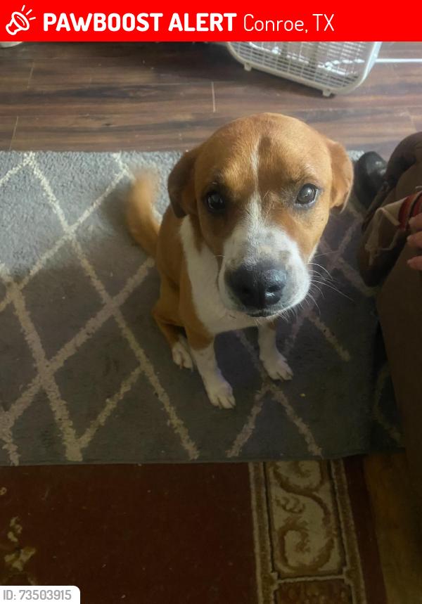 Lost Male Dog last seen Near, Conroe, TX 77303