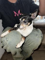 Reunited Unknown Dog last seen Near NE 26th Ave Vancouver, WA 98665 United States, Vancouver, WA 98665