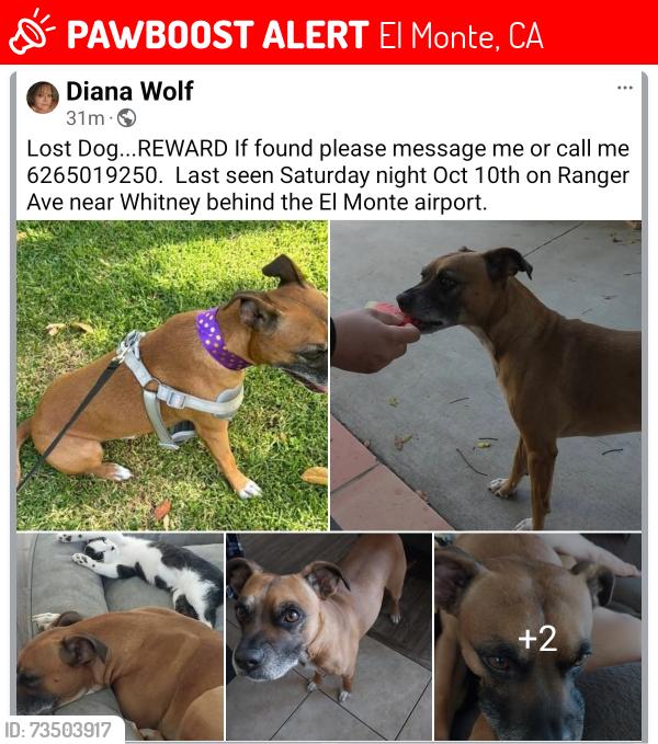 Lost Male Dog last seen Ranger and Whitney, El Monte, CA 91731