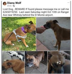 Lost Male Dog last seen Ranger and Whitney, El Monte, CA 91731