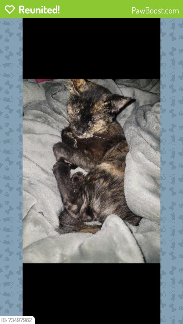 Reunited Female Cat last seen East Memorial Drive apmts, Muncie, IN 47302