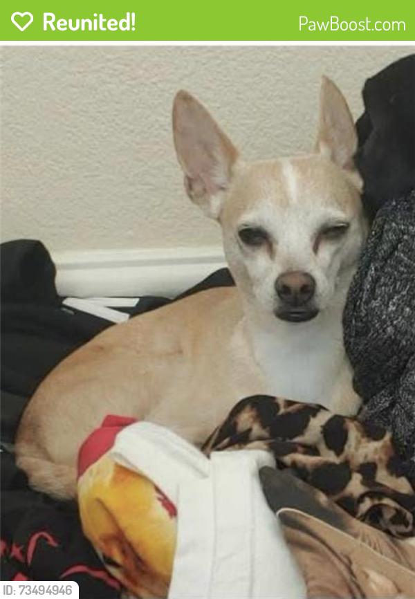 Reunited Male Dog last seen Cimarron & Desert Inn, Las Vegas, NV 89117