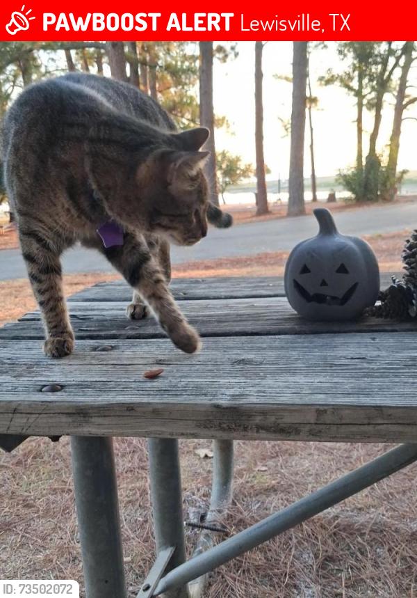 Lost Male Cat last seen Lakepark campsite..., Lewisville, TX 75057