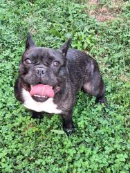 Reunited Female Dog last seen Galbraith Road Colerain Avenue, Cincinnati, OH 45224
