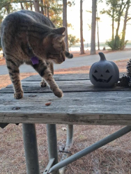 Lost Male Cat last seen Lakepark campsite..., Lewisville, TX 75057