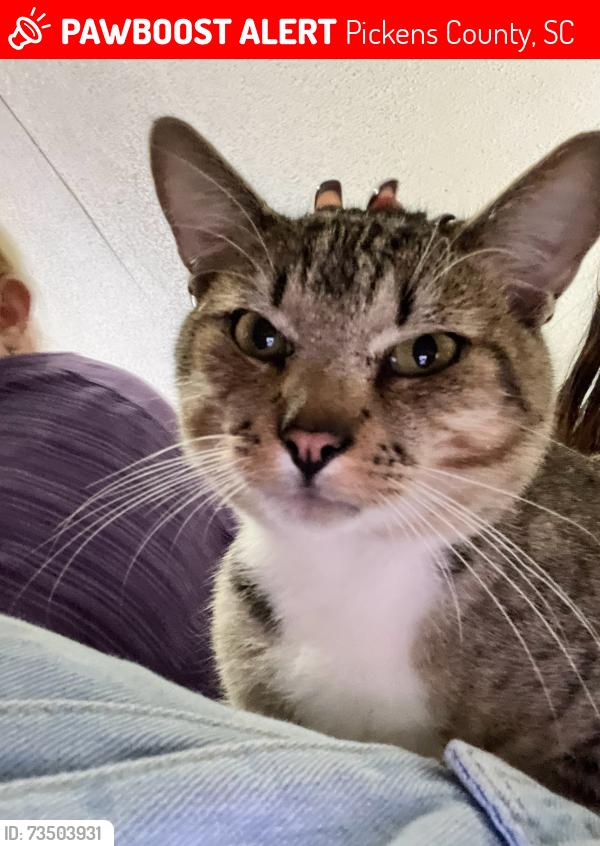 Lost Male Cat last seen Gantt springs rd, Pickens County, SC 29657
