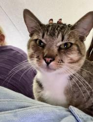 Lost Male Cat last seen Gantt springs rd, Pickens County, SC 29657