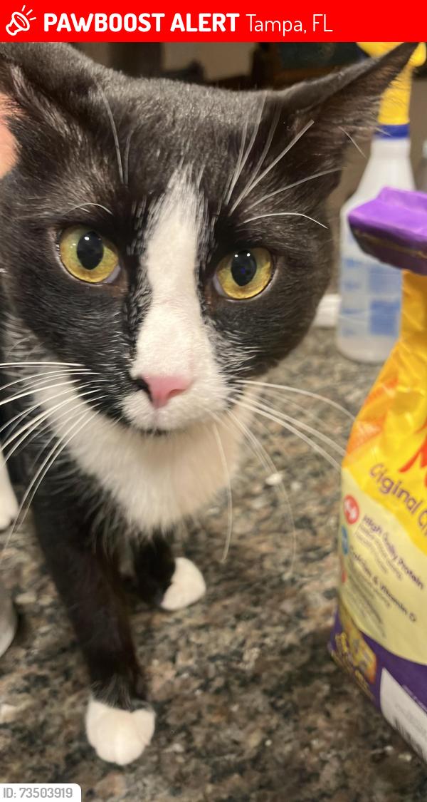 Lost Male Cat last seen Near los padres ct, Tampa, FL 33634