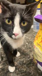 Lost Male Cat last seen Near los padres ct, Tampa, FL 33634