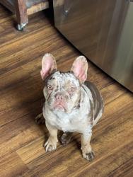 Lost Male Dog last seen Henry Barboza Park, Tracy, CA 95376