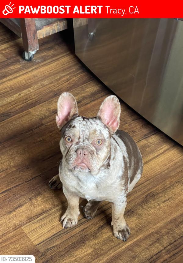 Lost Male Dog last seen Henry Barboza Park, Tracy, CA 95376