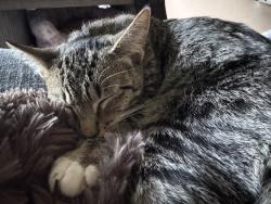 Reunited Female Cat last seen Emerald Creek apmts near UPS, Greenville, SC 29607