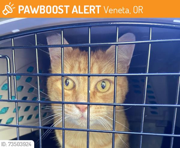 Found/Stray Male Cat last seen Knight Rd between Hwy 126 and Warthen Rd, Veneta, OR 97487