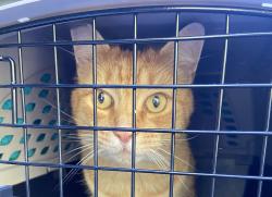 Found/Stray Male Cat last seen Knight Rd between Hwy 126 and Warthen Rd, Veneta, OR 97487