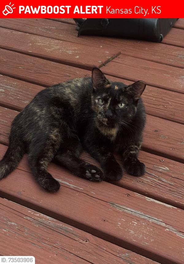 Lost Female Cat last seen Near Central Ave & N Valley St KCK, Kansas City, KS 66102