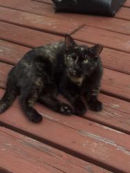 Lost Female Cat last seen Near Central Ave & N Valley St KCK, Kansas City, KS 66102