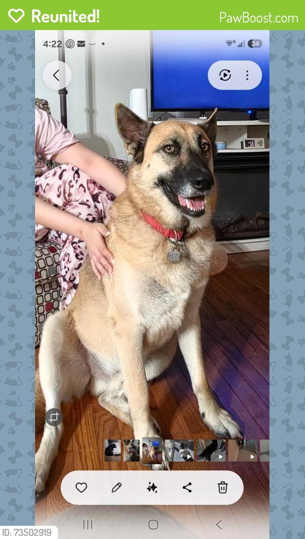 Reunited Male Dog last seen Irwin Rd, Charlotte, NC 28215