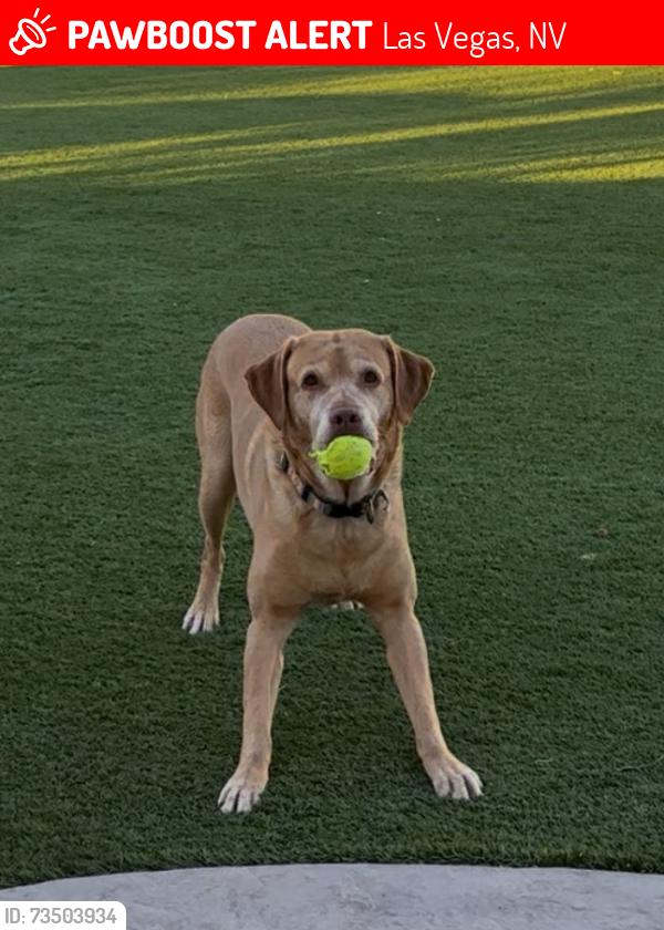Lost Male Dog last seen Ann and hualapai, Las Vegas, NV 89149