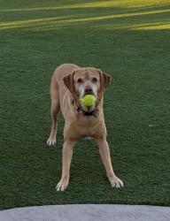 Lost Male Dog last seen Ann and hualapai, Las Vegas, NV 89149