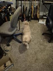 Reunited Unknown Dog last seen Beulah Church Road, Weddington, NC 28104