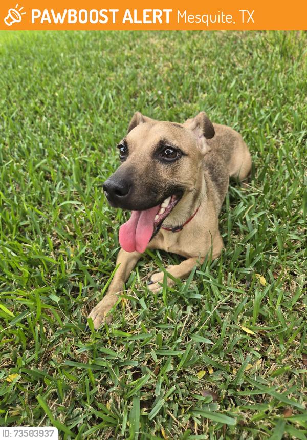 Found/Stray Female Dog last seen Near and town east, Mesquite, TX 75150